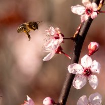 Biene beim Anflug auf die Pflaumenblüte